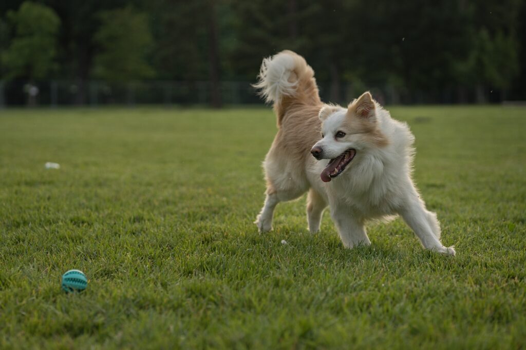 Mackenzie v běhu