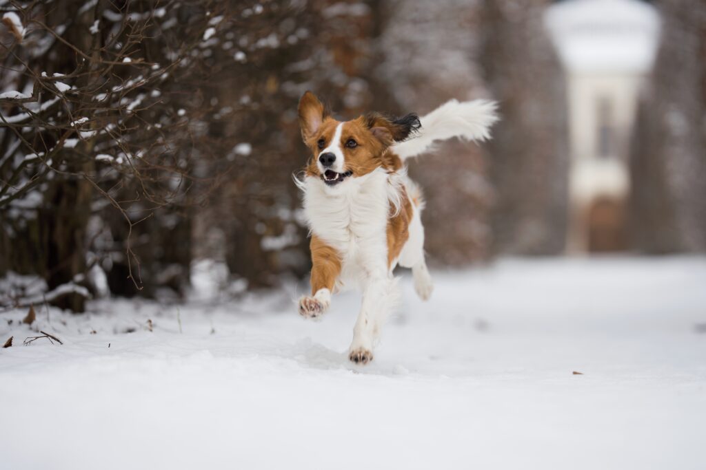 pes kooikerhondje běžící zasněženou alejí