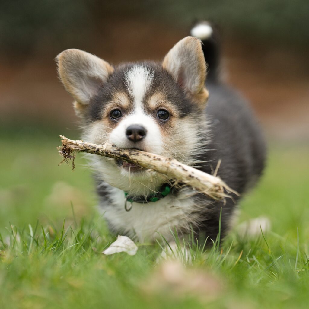 štěně corgi držící větvičku běžící po trávě