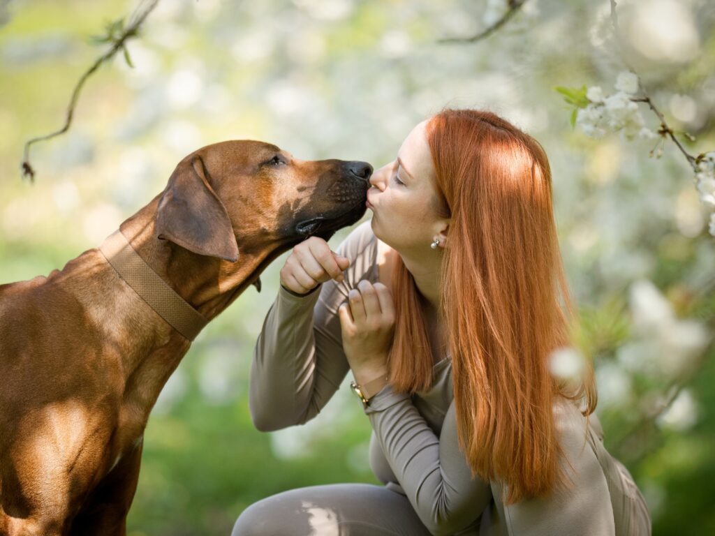 pes ridgeback dává pusu své paničce, v pozadí rozkvetlé stromy